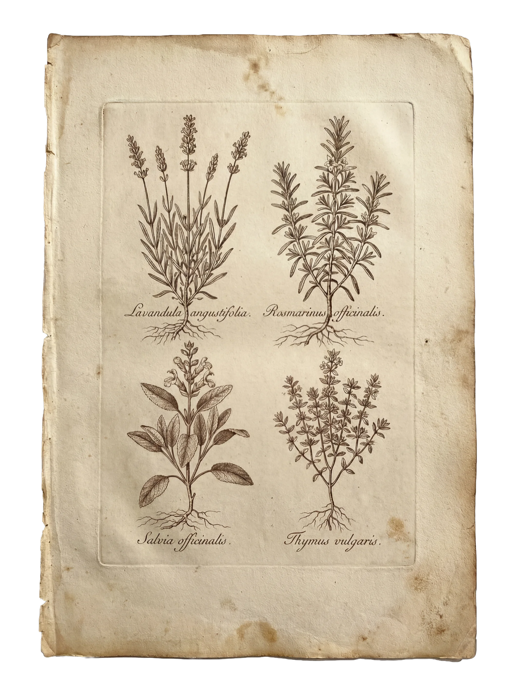 Botanical copper engraving — healing herbs